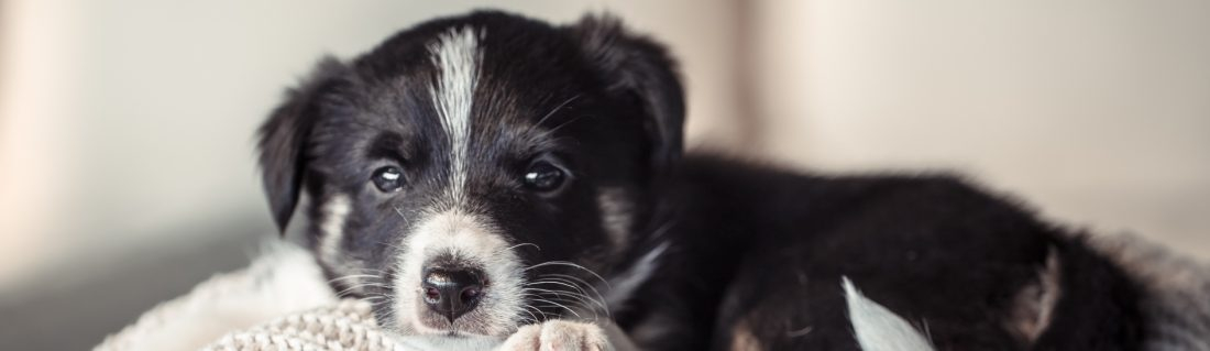 Welpengruppenstunden